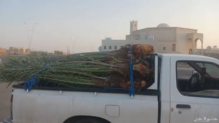 يوجد لدينا جميع انواع النخيل المثمرة وزينه ا 6