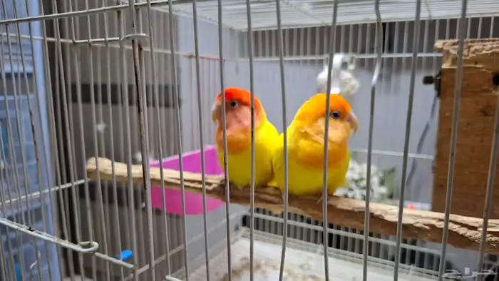 جوز روز لاتينو صبغه قويه 1
