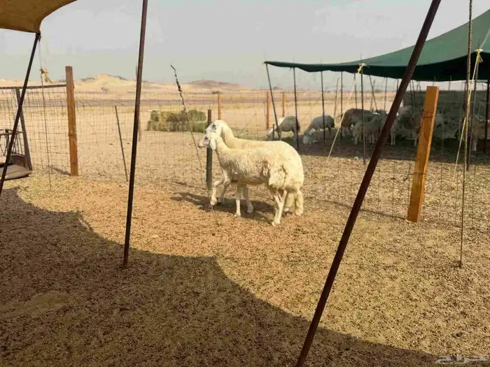 رخال 2 جدعات وحدة تحتها طلي والتانيه مضربه 1