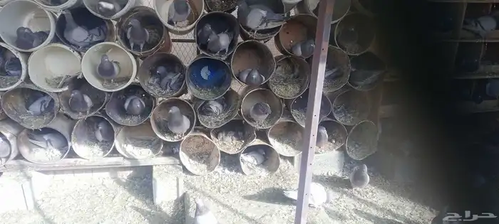 حمام فرنسي سلفر 0