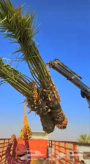 نخل مثمر جثايث فسايل اخلاص سكري عجوه حلوه خصاب نخيل صقعي 7
