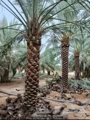 نخل نقوم بتوريد انخيل العربي وتكريب ونقوم بتركيب الشبوك مزار 9