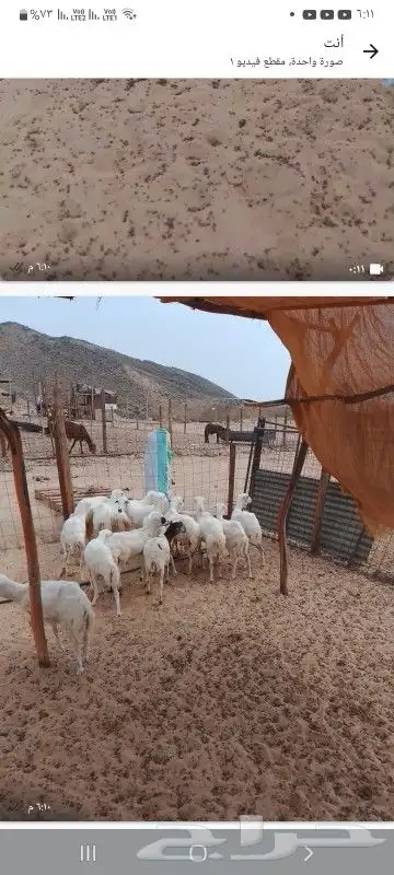 رخال رفيدي جذعاة 0