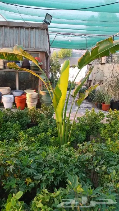 تنسيق الحدائق 0