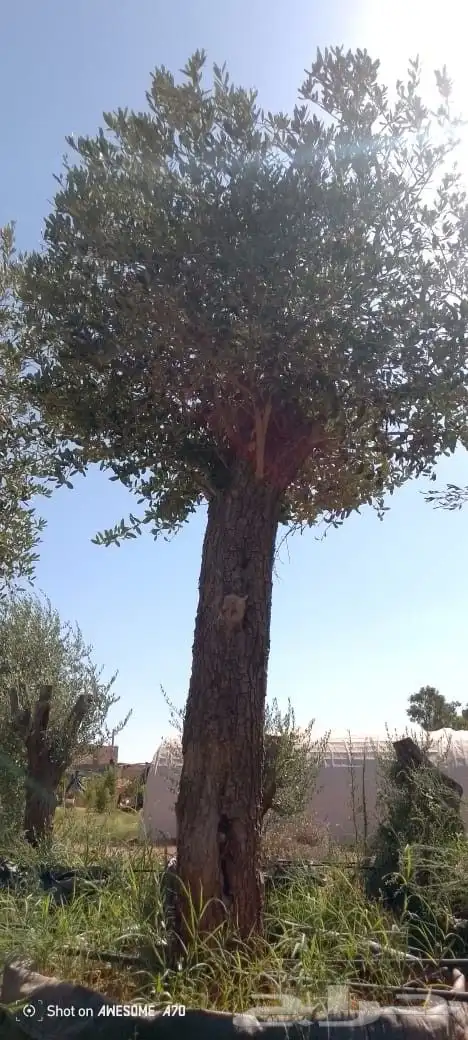 أشجار زيتون معمر 1