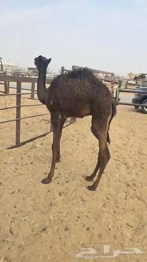 قعود تربيه 0