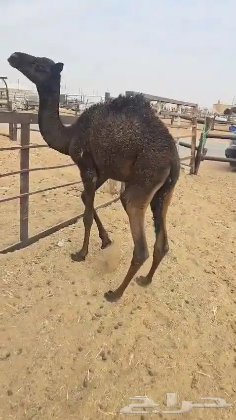 قعود تربيه 2
