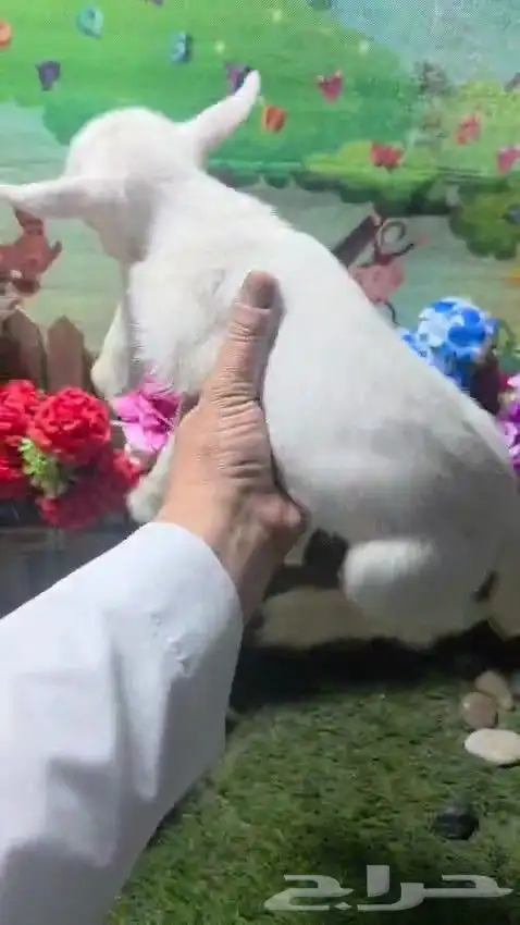 ماعز قزم اعمار صغيره جاهزه لتربيه في المنزل 3