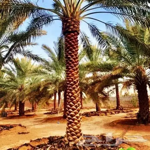 توريد وتركيب بديل خشب احوض جلسات خارجيه شلالات ونوفير توريد 5