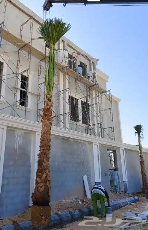 نخيل واشنطني 9