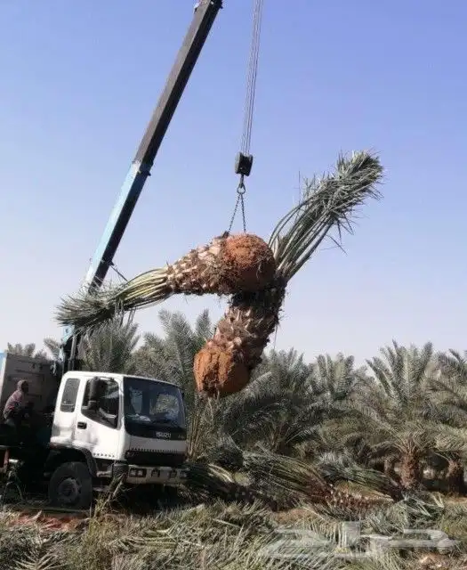 نخل مثمر جثايث فسايل اخلاص سكري عجوه حلوه خصاب نخيل صقعي 6