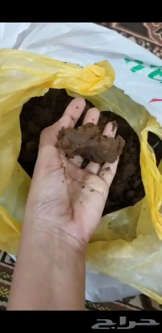 نقاشه الرياض العرايس والعادي 28