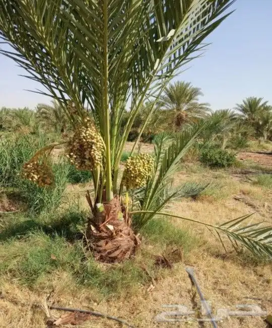 نخل مثمر جثايث فسايل اخلاص سكري عجوه حلوه خصاب نخيل صقعي 10