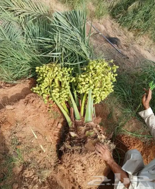 نخل مثمر جثايث فسايل اخلاص سكري عجوه حلوه خصاب نخيل صقعي 11