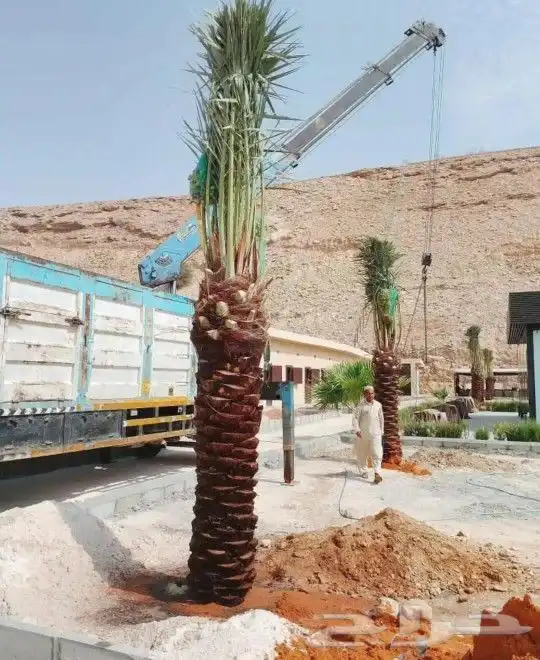 نخل مثمر جثايث فسايل اخلاص سكري عجوه حلوه خصاب نخيل صقعي 0