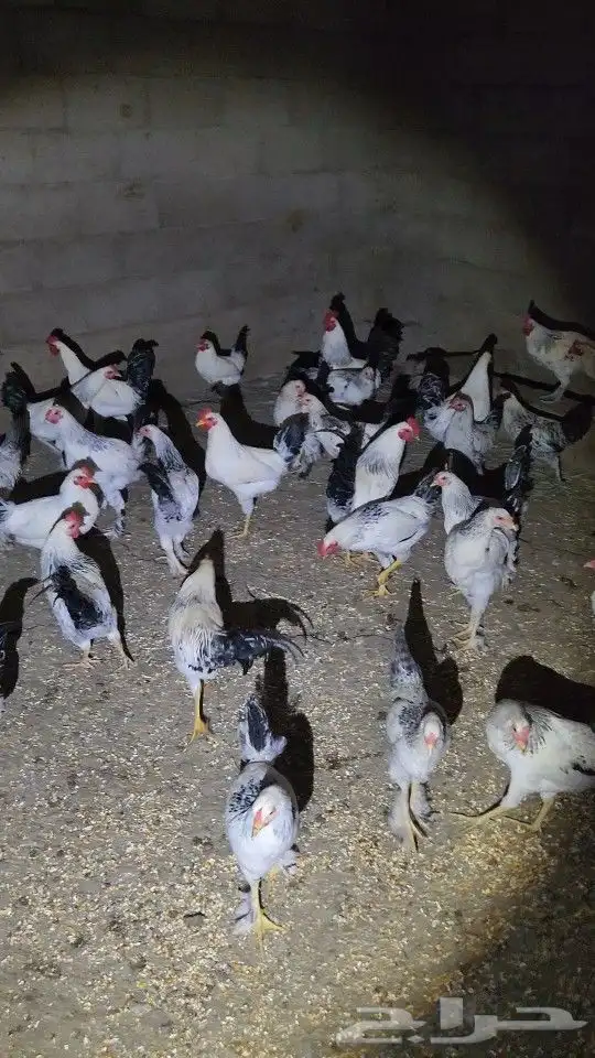 ديوك فرنسي للبيع 0