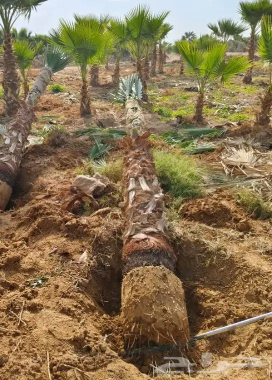 نخيل واشنطني 8