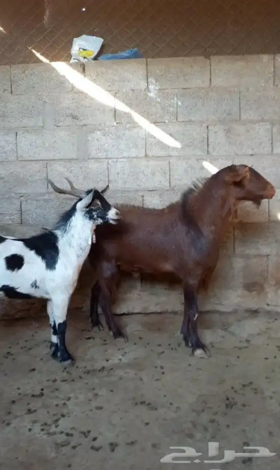 تيس ادهم اجم فحل كفووو 4