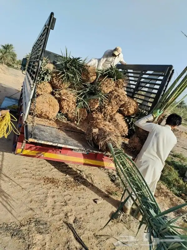 نخل مثمر جثايث فسايل اخلاص سكري عجوه حلوه خصاب نخيل صقعي 5
