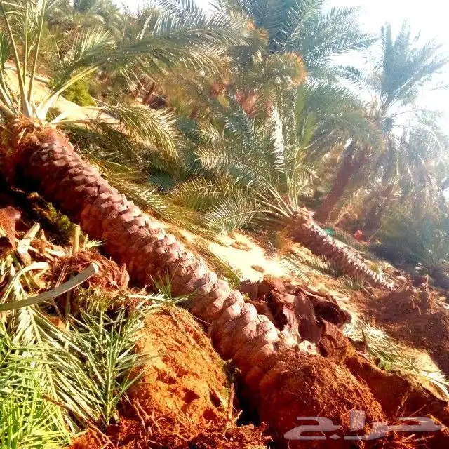 نخل مثمر جثايث فسايل اخلاص سكري عجوه حلوه خصاب نخيل صقعي 4