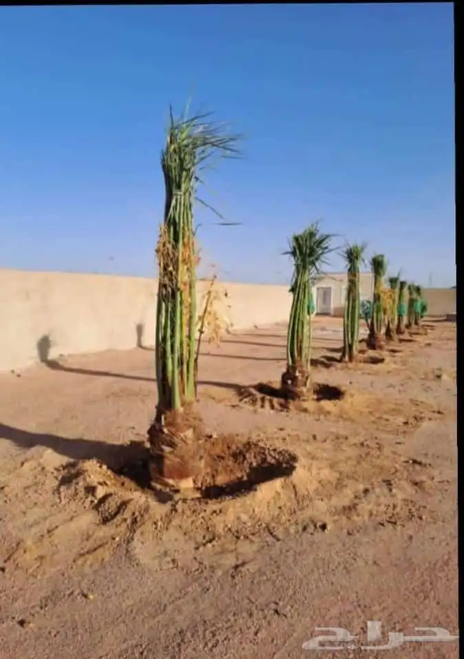 فسايل ونخيل بجميع أنواعها ونخيل واشنطني 0