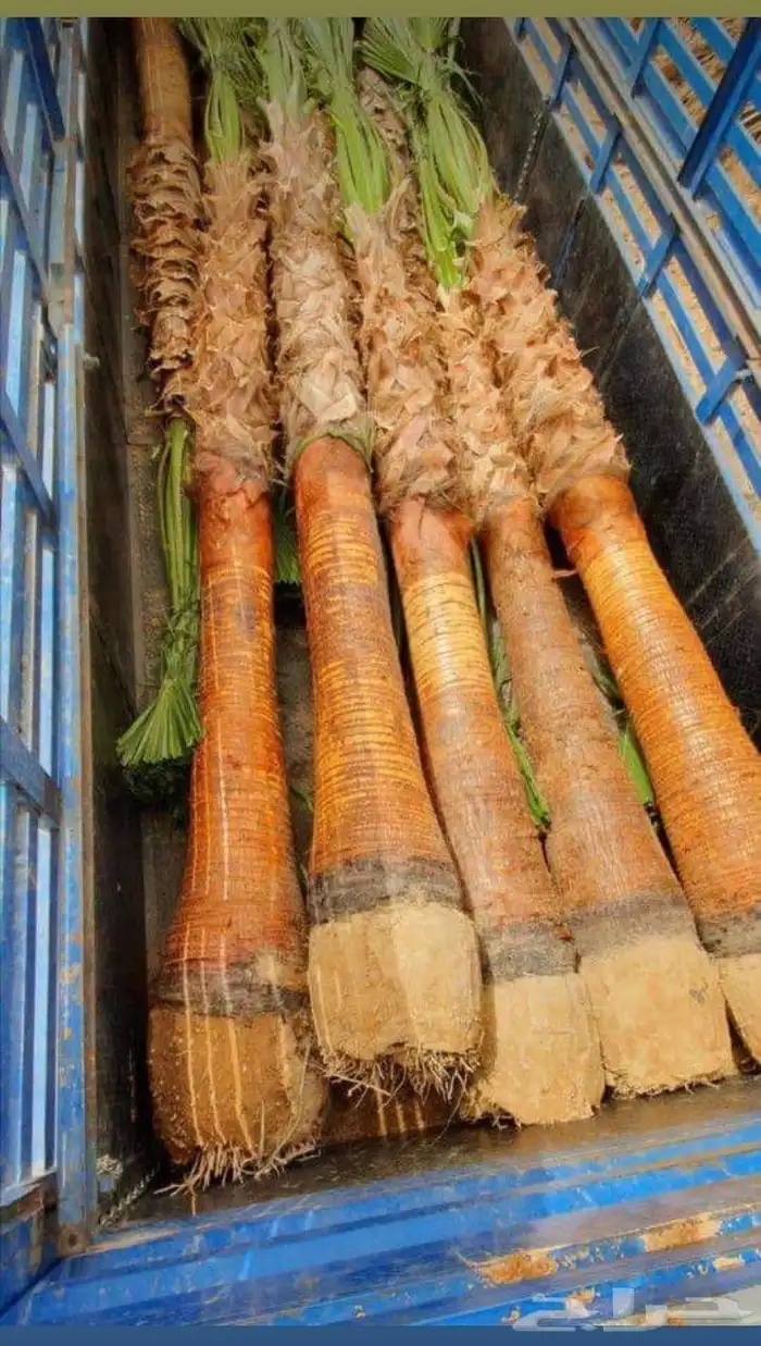 نخيل واشنطني 4