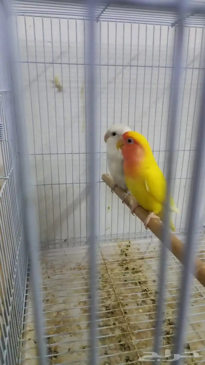 عصافير روز جوز ذكر وانثى تاج انتاج 2