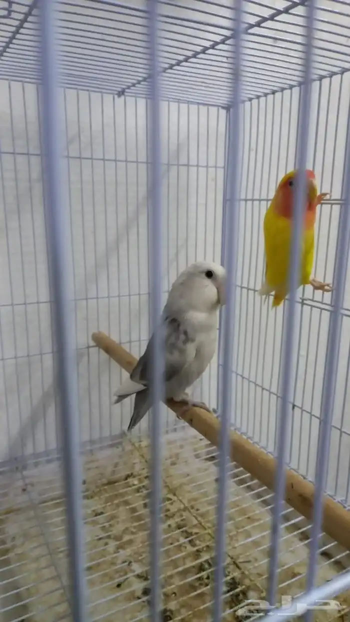 عصافير روز جوز ذكر وانثى تاج انتاج 1