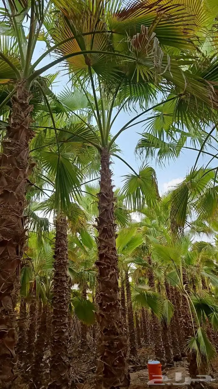 نخل زينه واشنطوني للبيع 3