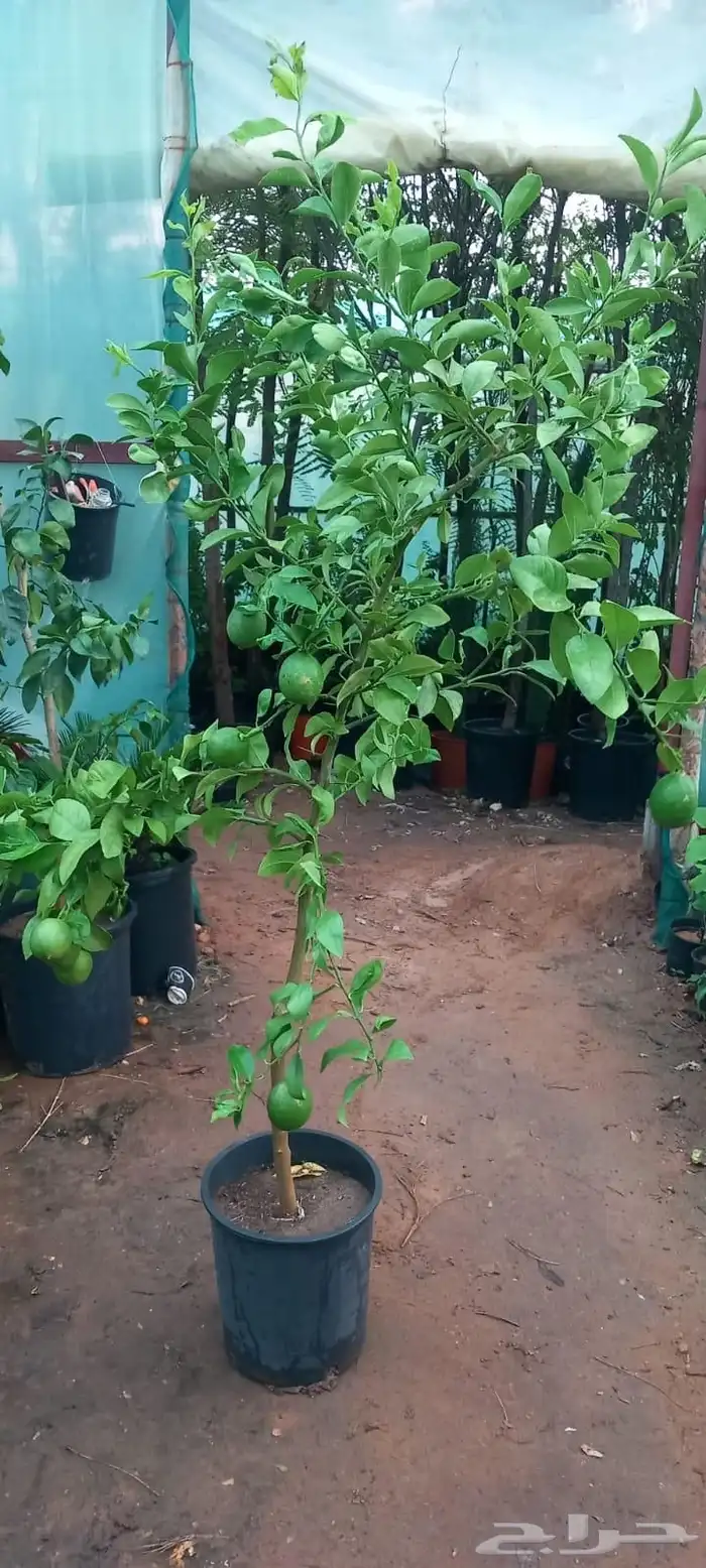 تنسيق حدائق 5