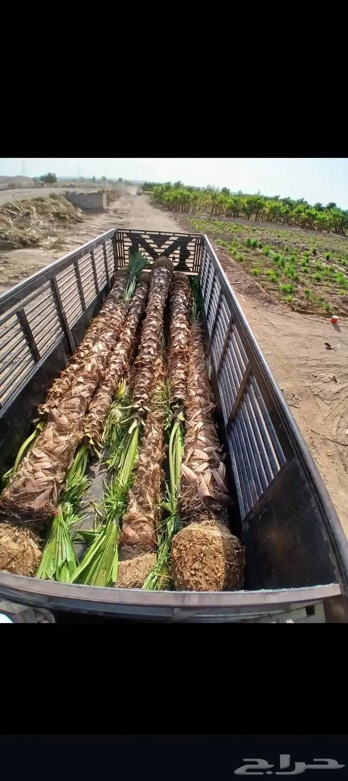 نخيل واشنطني 0