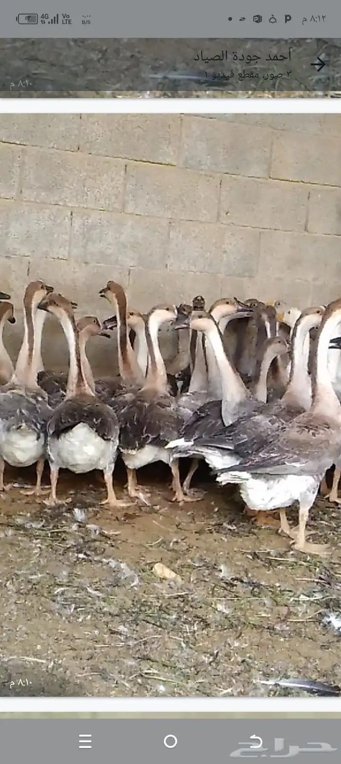 وز عراقي بيور دم صافي 4