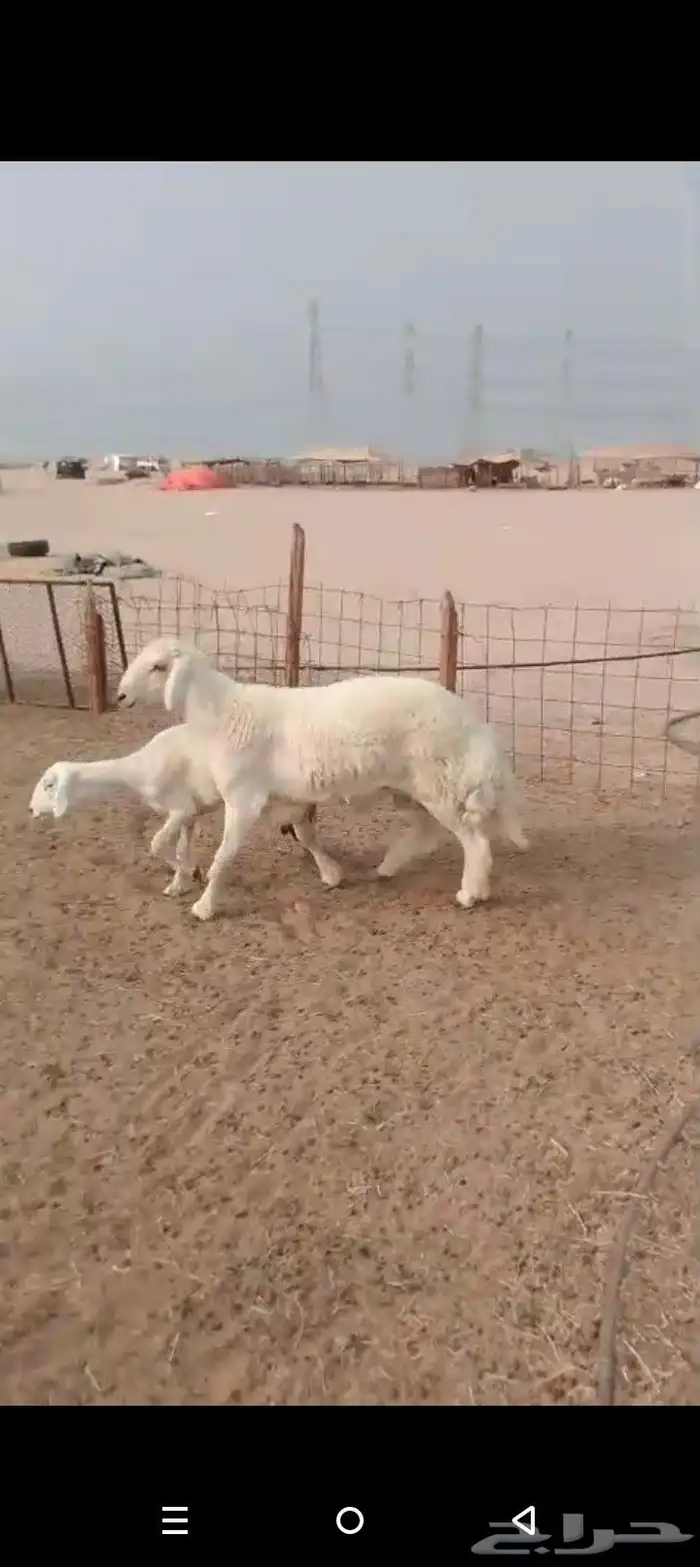 ما شاء الله وتبارك أعرض لكم فحل حري 1