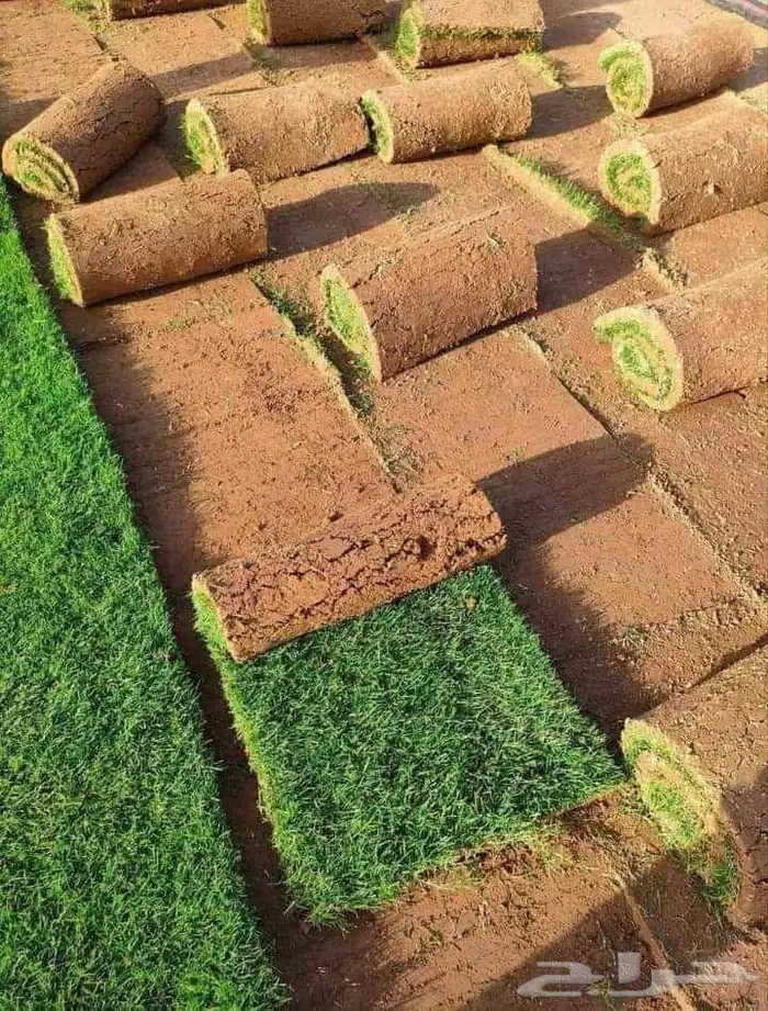 مشتل ساق النموذجي 6