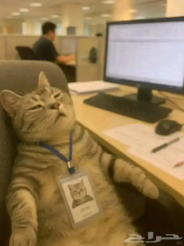 تحديث سرعة الالياف والاجهزه مجانا وتركب بدون ولا ريال وأقوى 0