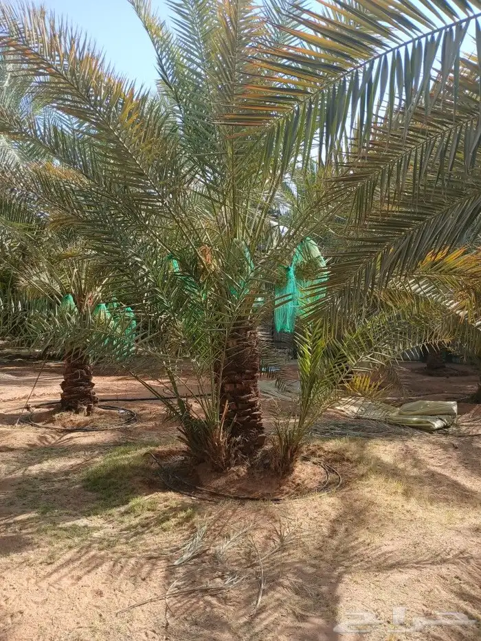 نخل مثمر جثايث فسايل اخلاص سكري عجوه حلوه خصاب نخيل صقعي 2