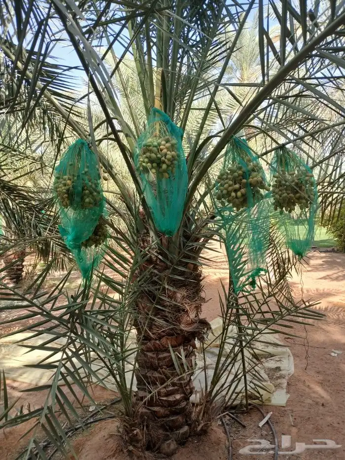نخل مثمر جثايث فسايل اخلاص سكري عجوه حلوه خصاب نخيل صقعي 3