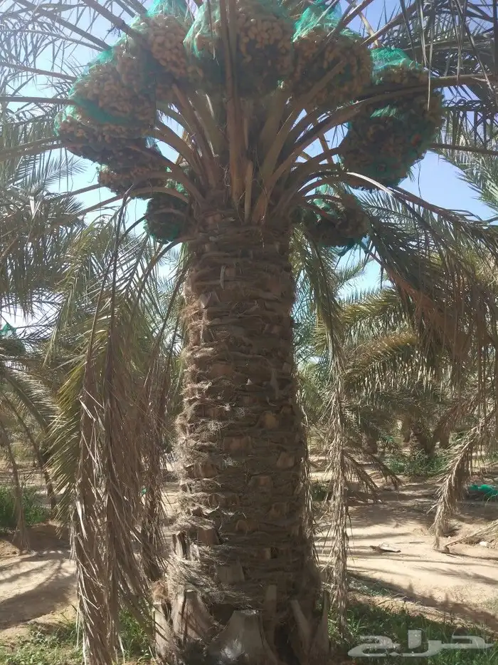نخل نخيل مثمر جثايث نقايل فروخ نخيل واشنطني زينه 1