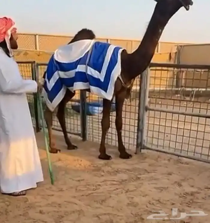 اجله ابل حجه جذعه حواره لقايا 7