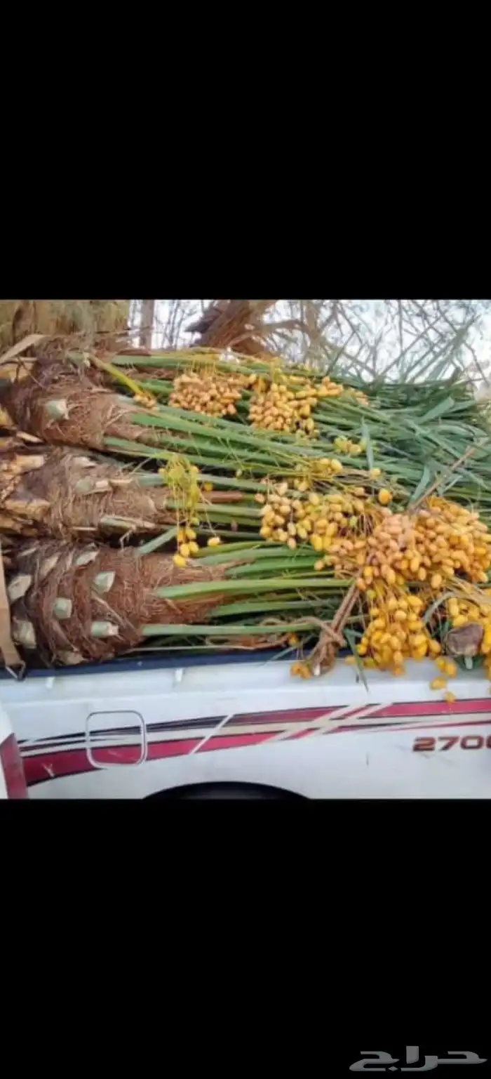 نخيل مثمر للبيع بجميع أنواعه توصيل شامل جميع المناطق المملكه 2