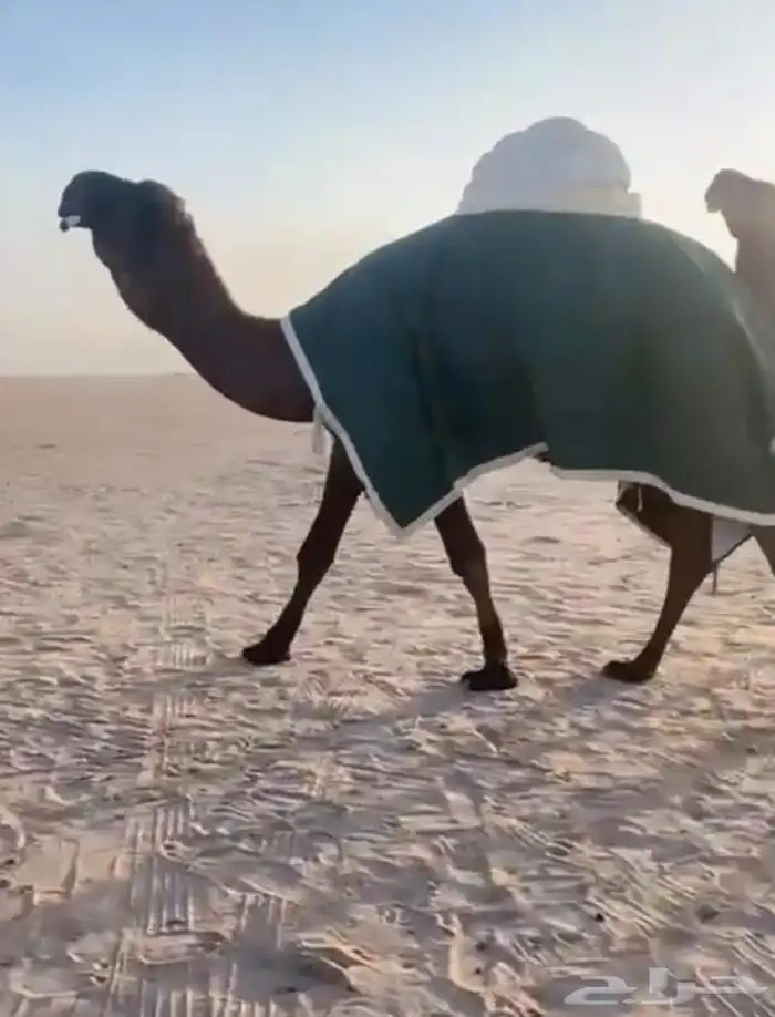 اجله ابل حجه جذعه حواره لقايا 0