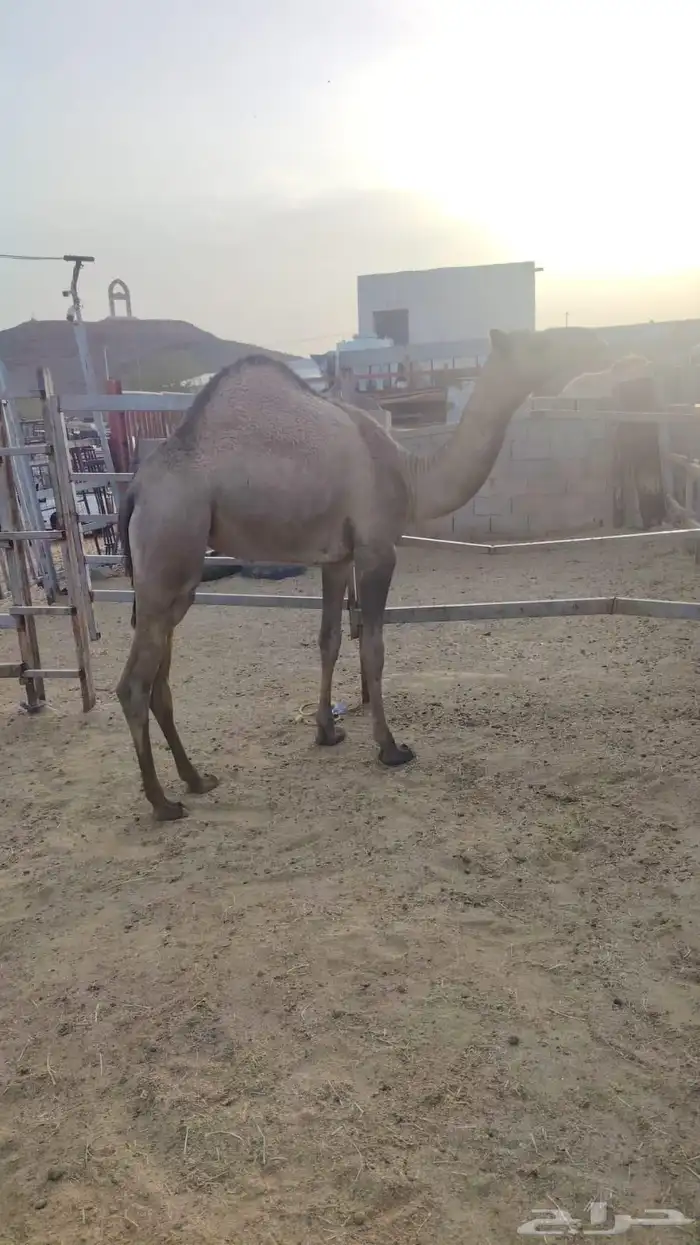 حشو مفاريد ( تم البيع ) 1