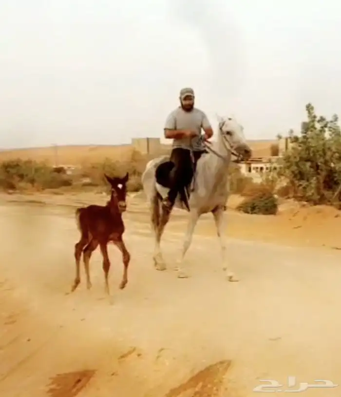 فرس معها مهرة 4