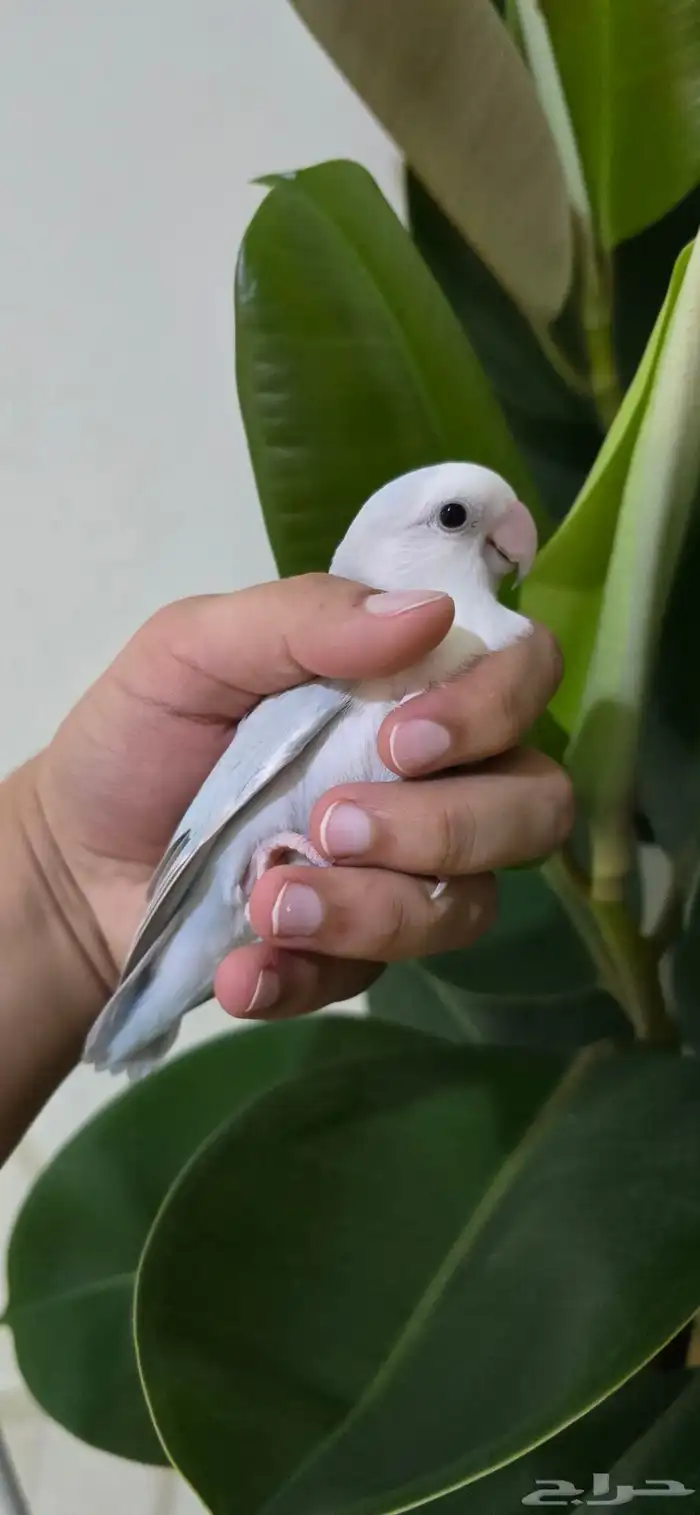 جوز فيشر للبيع 0