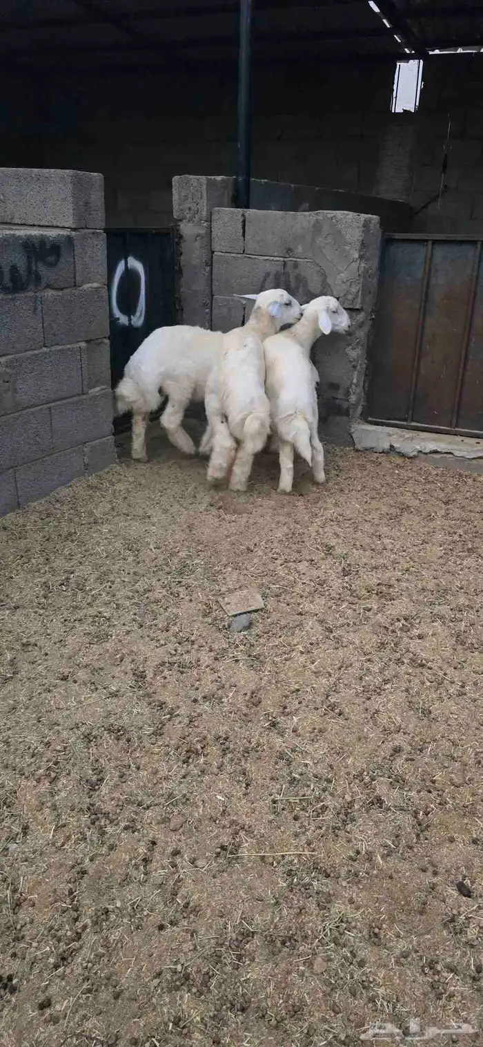 خرفان للبيع 3