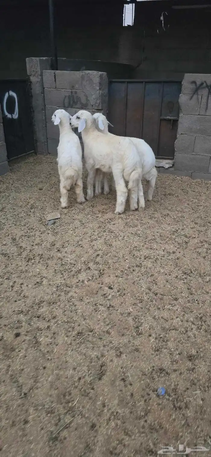 خرفان للبيع 2