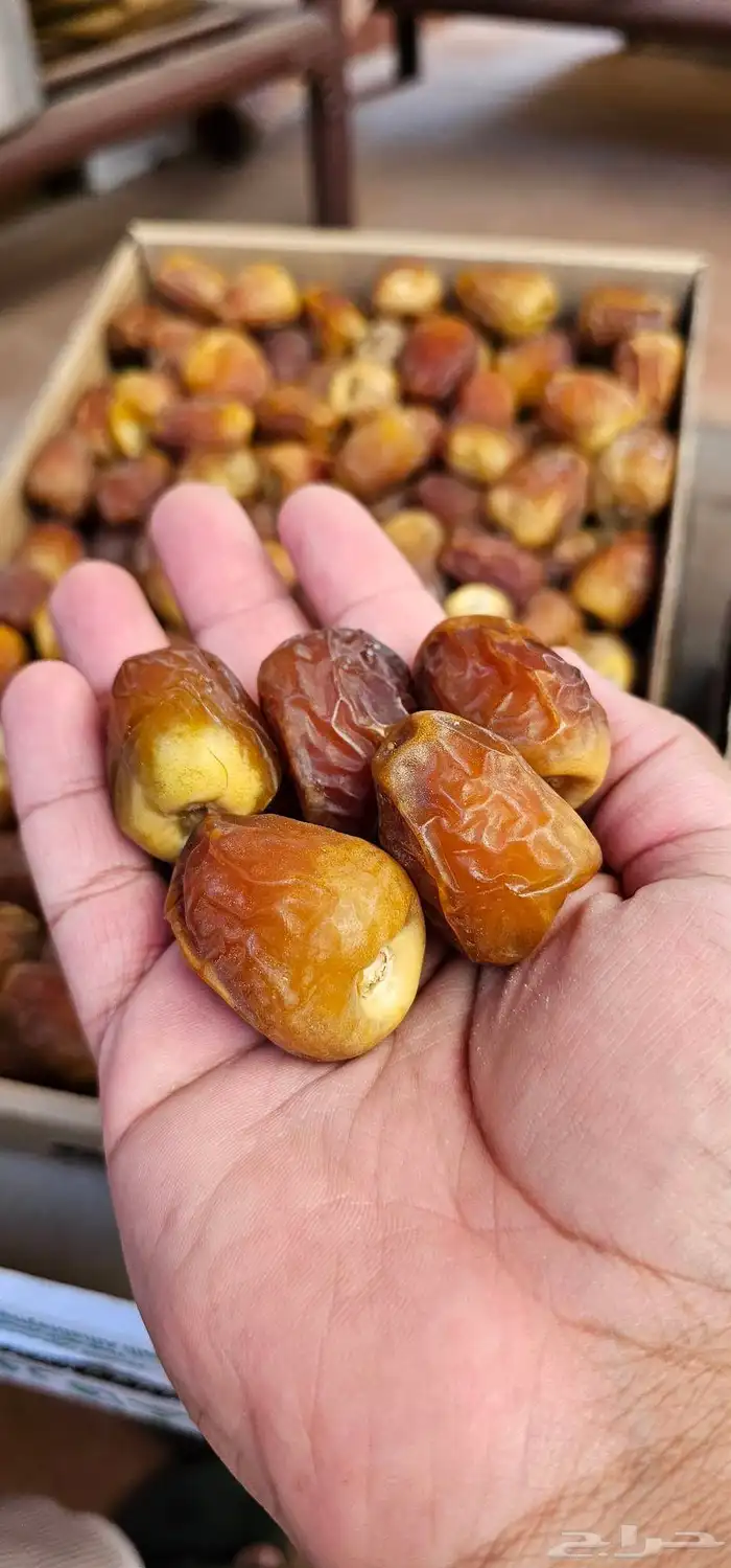 الدوادمي وصل الطيب سكري مفتل و جالكسي 4