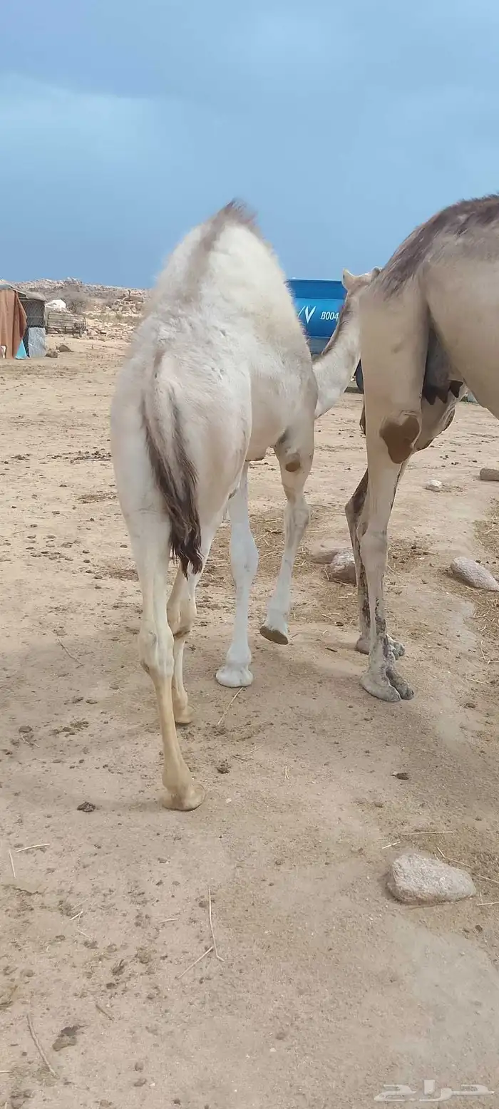 حشوان للبيع 0