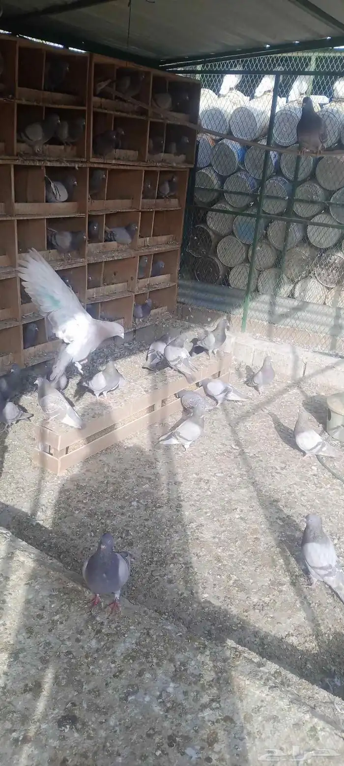 حمام فرنسي سلفر 3