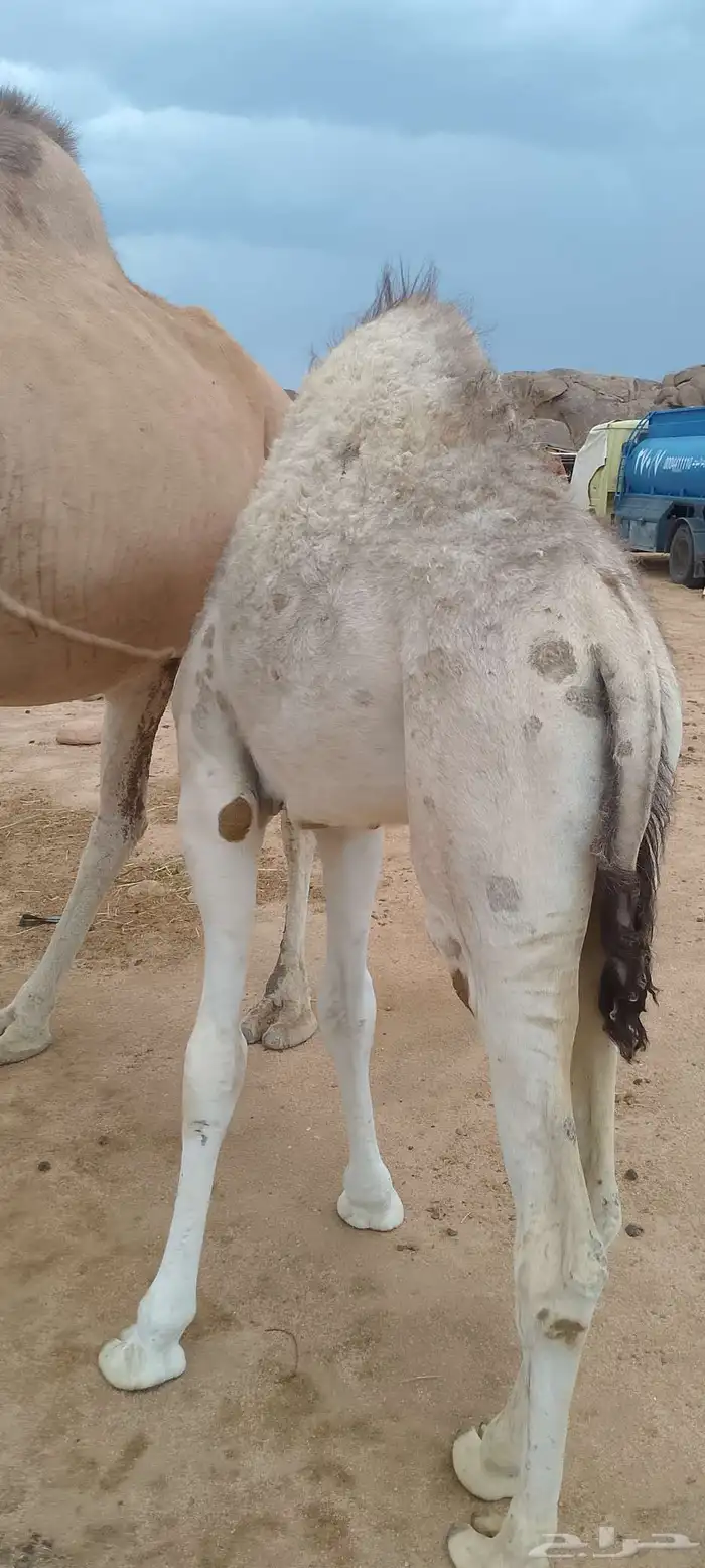 حشوان للبيع 2